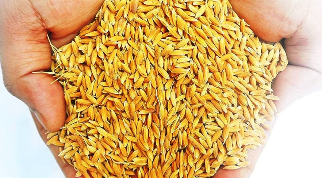 खैरहनीद्वारा धानको बीउमा ५० प्रतिशत अनुदान